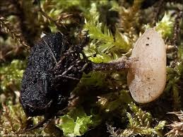 Attēlu rezultāti vaicājumam “Myriosclerotinia scirpicola”