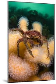 Image result for Hyas araneus
