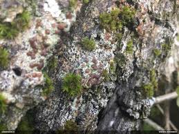 Attēlu rezultāti vaicājumam “Belbodamaeus sp.”