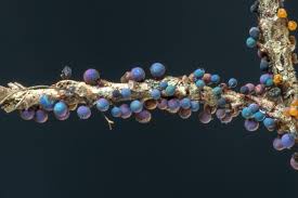 Attēlu rezultāti vaicājumam “Lamproderma violaceum plasmodium”