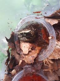 Attēlu rezultāti vaicājumam “Potosia cuprea imago”