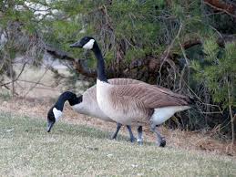 Attēlu rezultāti vaicājumam “Branta canadensis”
