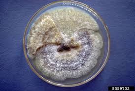 Attēlu rezultāti vaicājumam “Mycosphaerella ulmi”