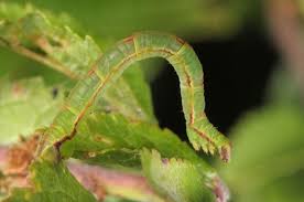 Attēlu rezultāti vaicājumam “Eupithecia exiguata”