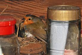 Attēlu rezultāti vaicājumam “Erithacus rubecula nest”