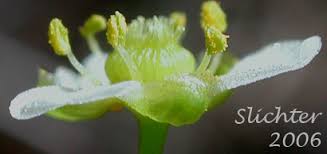 Attēlu rezultāti vaicājumam “Alisma plantago-aquatica flower”