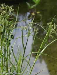 Attēlu rezultāti vaicājumam “Scirpus sylvaticus fruit”