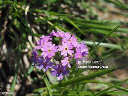 Attēlu rezultāti vaicājumam “Primula farinosa leaf”