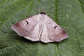 Attēlu rezultāti vaicājumam “Lygephila pastinum”