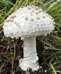 Attēlu rezultāti vaicājumam “Amanita”