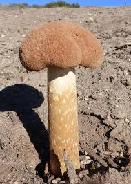 Attēlu rezultāti vaicājumam “Physarum penetrale stalked”