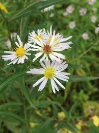 Image result for Aster lanceolatus