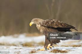 Attēlu rezultāti vaicājumam “Haliaeetus albicilla”