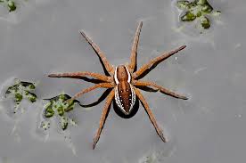 Attēlu rezultāti vaicājumam “Dolomedes fimbriatus”
