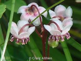 Attēlu rezultāti vaicājumam “Chimaphila umbellata flower”