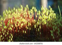 Attēlu rezultāti vaicājumam “Pohlia nutans”