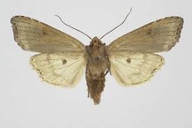 Attēlu rezultāti vaicājumam “Lithomoia solidaginis”