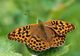 Attēlu rezultāti vaicājumam “Argynnis paphia pupa”