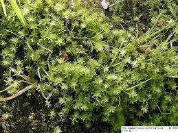 Attēlu rezultāti vaicājumam “Plagiomnium elatum”