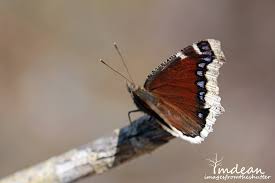 Attēlu rezultāti vaicājumam “Nymphalis antiopa”