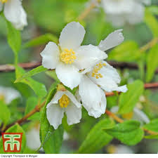 Attēlu rezultāti vaicājumam “Philadelphus lemoinei flower”