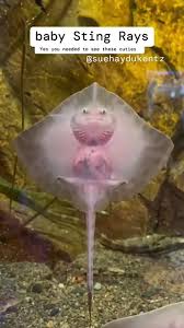 Image result for Rostroraja eglanteria