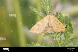 Attēlu rezultāti vaicājumam “Sitochroa verticalis”