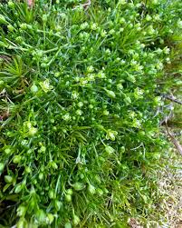 Attēlu rezultāti vaicājumam “Sagina procumbens flower”
