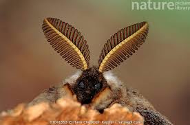 Attēlu rezultāti vaicājumam “Saturnia pavonia”