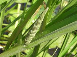 Attēlu rezultāti vaicājumam “Acoraceae”