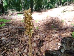 Attēlu rezultāti vaicājumam “Neottia nidus-avis bud”