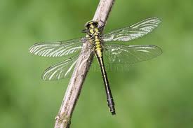 Attēlu rezultāti vaicājumam “Gomphus vulgatissimus”