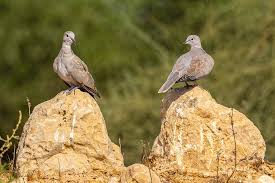 Attēlu rezultāti vaicājumam “Streptopelia decaocto”