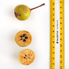 Attēlu rezultāti vaicājumam “Pyrus pyraster fruit”