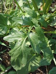 Attēlu rezultāti vaicājumam “Barbarea vulgaris subsp. arcuata”