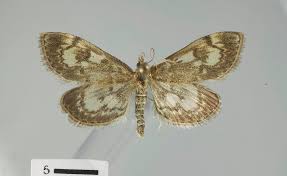 Attēlu rezultāti vaicājumam “Anania coronata”