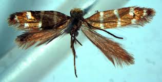 Attēlu rezultāti vaicājumam “Micropterigidae”