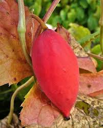 Attēlu rezultāti vaicājumam “Podophyllum hexandrum fruit”