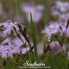 Image result for Dianthus superbus