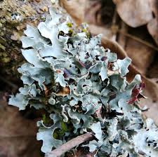 Attēlu rezultāti vaicājumam “Parmelia serrana”