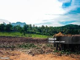 Image result for pinawella