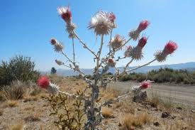 Attēlu rezultāti vaicājumam “Cirsium x rigens flower”