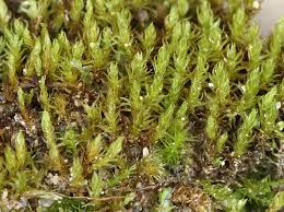 Attēlu rezultāti vaicājumam “Didymodon fallax var. brevifolius”