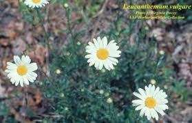Attēlu rezultāti vaicājumam “Leucanthemum vulgare”