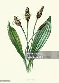 Attēlu rezultāti vaicājumam “Plantago lanceolata leaf”