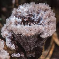 Attēlu rezultāti vaicājumam “Thelephora penicillata”