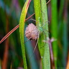 Attēlu rezultāti vaicājumam “Araneus diadematus eggs”