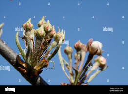 Attēlu rezultāti vaicājumam “Pyrus communis bud”