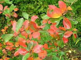 Attēlu rezultāti vaicājumam “Aronia melanocarpa leaf”