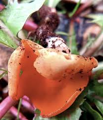 Attēlu rezultāti vaicājumam “Sowerbyella radiculata”